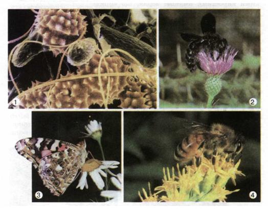 Файл:Мал. 106. Особливі пилкові зерна (1) і суцвіття (2-4) - усе це пристосування рослин до запилення комахами.jpg