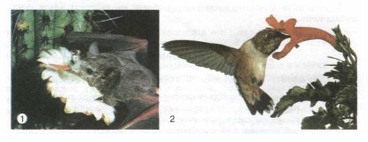 Запилення за допомогою кажанів (1) і птахів (2). фото