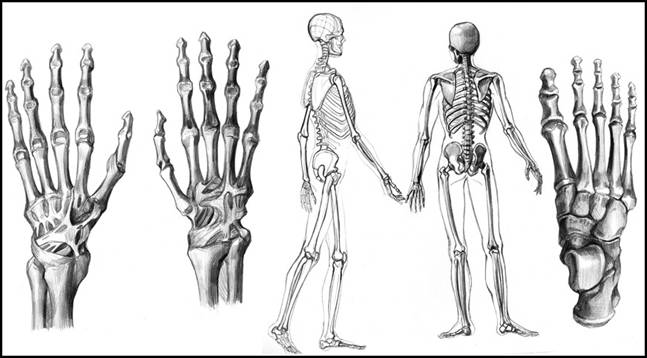 Кістки людини