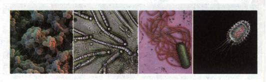 Різні форми клітин бактерій. фото