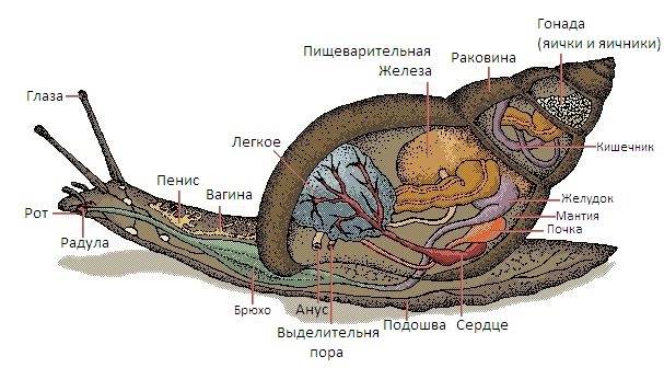 Внутрішні органи молюска.
