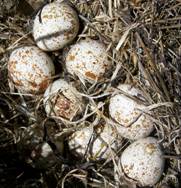 Приклади пігментації шкарлупи яєць птахів.