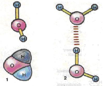 Просторова структура молекули води (1) та утворення водневого зв'язку (2)