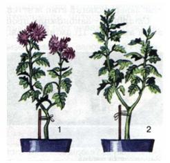 Рослини, що зростали за умов вкороченого (1) і подовженого (2) світлового дня. фото
