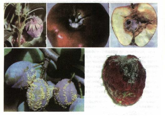Мал. 207. Плоди, уражені борошнисторосяними грибами.jpg