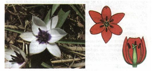 Квітка лілійних. фото